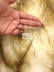 Animal Short Pile Coat Costume Faux Fur Fabric / Sold By The Yard