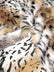 Animal Short Pile Coat Costume Faux Fur Fabric / Sold By The Yard