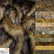 Wolf Animal Long Pile Faux Fur Fabric / Sold By The Yard