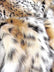 Animal Short Pile Coat Costume Faux Fur Fabric / Sold By The Yard