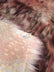 Wolf Animal Long Pile Faux Fur Fabric / Sold By The Yard