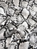 Calico Python Snake Vinyl Fabric / 30 Yard Bolt
