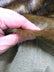Wolf Animal Long Pile Faux Fur Fabric / Sold By The Yard