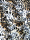Leopard Cheetah Animal Long Pile Faux Fur Fabric / Sold By The Yard