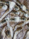 Fox Animal Faux Fur / Sold By The Yard