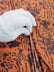 Printed Spandex Fabric Sold By The Yard