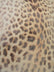 Printed Spandex Fabric Sold By The Yard