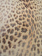 Printed Spandex Fabric Sold By The Yard