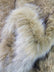 Snow Coyote Faux Fur - 1.75 Inch Pile Length - 74" Width Limited Faux Fur
