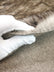 Taupe Husky Faux Fur - 2 Inch Pile Limited Faux Fur