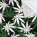 Assorted Denim Apparel Fabric / Marijuana-Plant Print Bull Denim