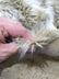 Wolf Animal Long Pile Faux Fur Fabric / Sold By The Yard