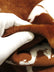 Half Shag Faux Fur Fabric (Cow)(Knit Backing) / Sold By The Yard