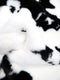 Half Shag Faux Fur Fabric (Cow)(Knit Backing) / Sold By The Yard