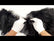 Monster Faux Fake Fur Fabric / Sold By The Yard