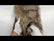 Wolf Animal Long Pile Faux Fur Fabric / Sold By The Yard