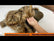 Wolf Animal Long Pile Faux Fur Fabric / Sold By The Yard