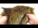 Wolf Animal Long Pile Faux Fur Fabric / Sold By The Yard