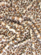 Animal Short Pile Coat Costume Faux Fur Fabric / Sold By The Yard