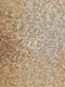Mini Disc Sequin Nylon Mesh Fabric  / Sold By The Yard