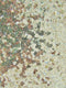 Mini Disc Sequin Nylon Mesh Fabric  / Sold By The Yard