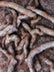 Wolf Animal Long Pile Faux Fur Fabric / Sold By The Yard
