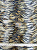 Siberian Tiger Velboa Tiger Animal Short Pile Fabric / By The Roll - 50 Yards